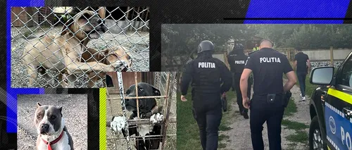 FOTO EXCLUSIV - Câini de luptă maltratați de un bărbat din Giurgiu. Le tăia urechile și le făcea diverse intervenții chirurgicale