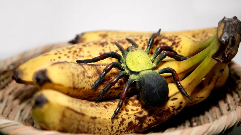 Un păianjen dintr-o cutie de banane a mușcat un angajat al unui supermarket. Tarantula a dispărut apoi fără urmă