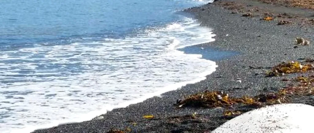 Descoperirea impresionată făcută de cercetători pe o plajă din Noua Zeelandă. Ce bestie!