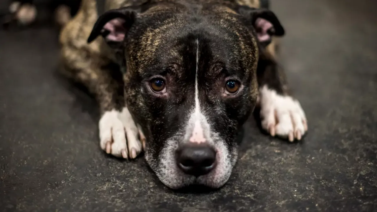 Un copil de trei ani din Mangalia a fost mușcat și omorât de câinele familiei