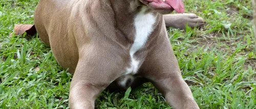 Câine pitbull, cu urechile tăiate, capturat lângă o grădiniță din Deva. Un bărbat a fost atacat
