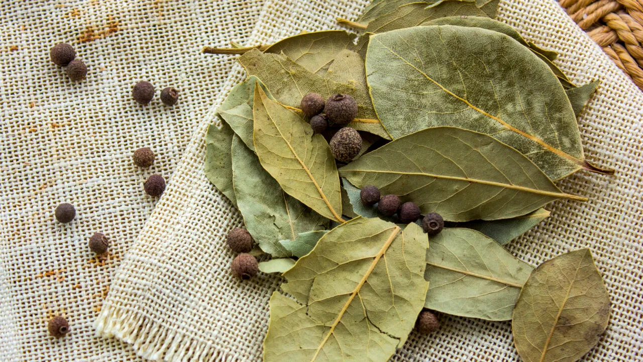 De ce să pui o frunză de dafin cu sare în frigider. La ce te ajută acest truc util