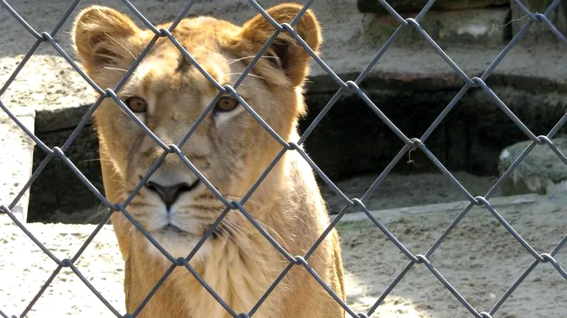 Un copil de 11 ani a fost rănit de o leoaică la Parcul Zoo din Rădăuți. Poliția a deschis o anchetă