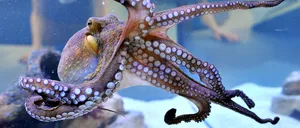 James Cameron, regizorul filmului TITANIC, este fascinat de caracatițe. Creaturile marine se pot camufla, se pot apăra singure și pot visa ca oamenii