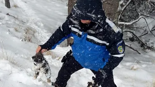Jandarmii montani din Gorj POVESTESC pe Facebook cum au salvat ȘASE CĂȚELUȘI din zăpadă. Mama puilor le-a ARĂTAT unde erau