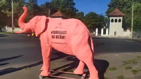 Un elefant roz, dus la instituțiile responsabile pentru tergiversarea anchetei „10 august”, de membrii comunității Declic. Ce semnificație are gestul ONG-ului