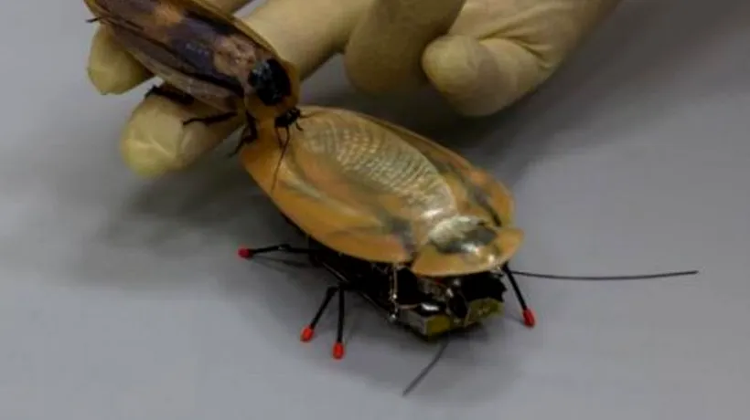 O universitate din Rusia a dezvoltat un gândac robot capabil să se deplaseze cu 30 cm/s. Armata a comandat o versiune specială