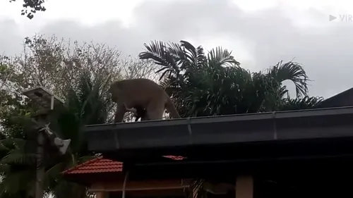 Viralul zilei: O maimuță a răpit o pisicuță în timp ce martorii țipă „Nu o răni! - VIDEO 
