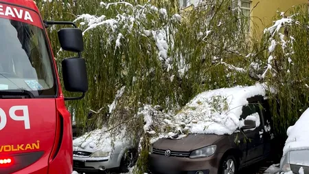 FOTO - Un copac a căzut peste trei mașini parcate pe o stradă din Suceava