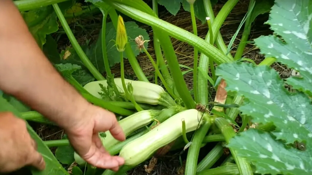 De necrezut! Câți euro câștigă pe oră un român care adună dovlecei în Suedia