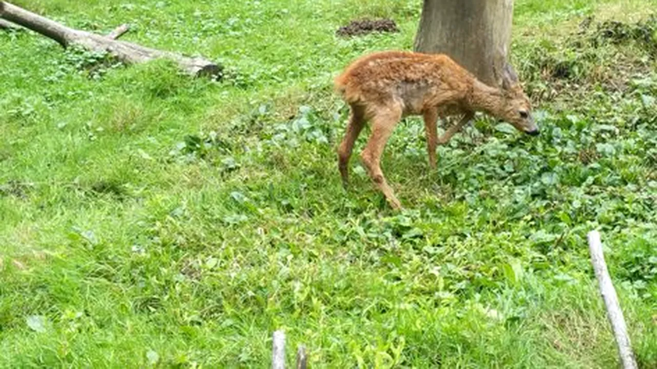 O mașină a lovit o căprioară, în județul Gorj