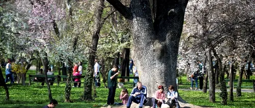 Primăria Capitalei vrea să obțină 170.000 de euro pentru arboriii ocrotiți din parcurile Carol și Cișmigiu
