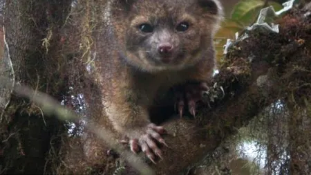 FOTO. Olinguito, noua specie de mamifer carnivor descoperită în ultimii 35 de ani
