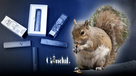 Veverițele sunt otrăvite de viciile oamenilor. Ce gunoaie irezistibile au descoperit năstrușnicele rozătoare