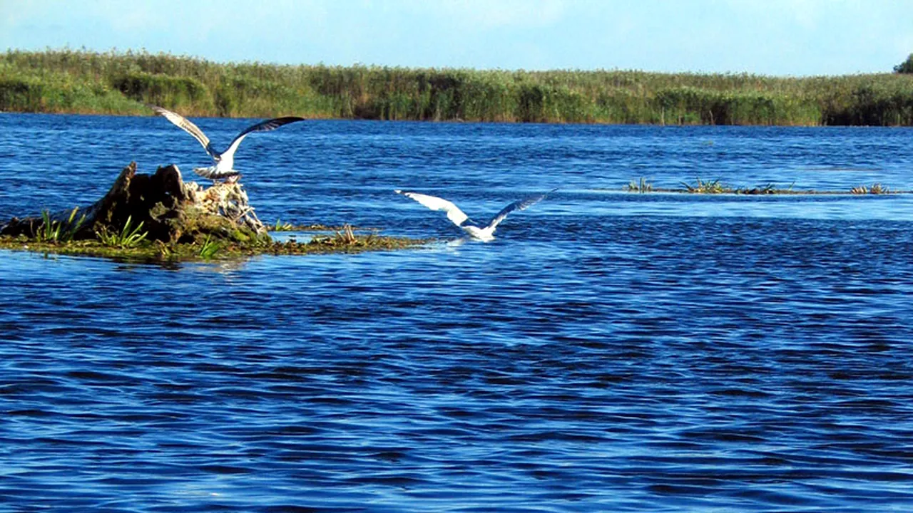 SURPRIZA PSD-ALDE pentru Delta Dunării. Cine e favoritul pentru postul de Guvernator