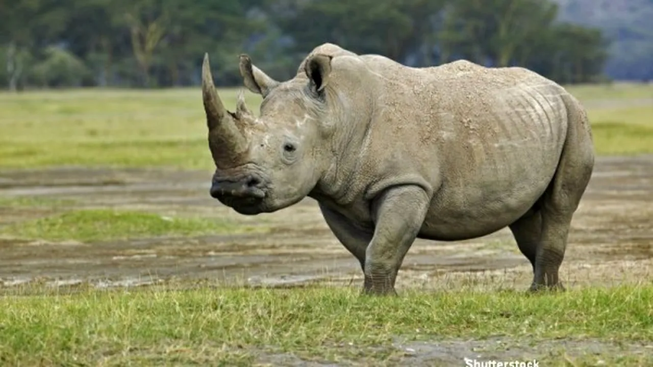 A murit cel mai bătrân rinocer din lume. Ce vârstă avea mamiferul