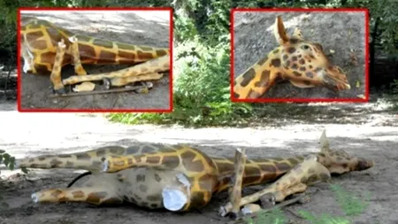 Girafa are nevoie de niște Lei!