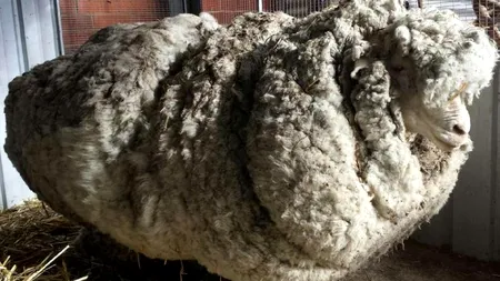Cum arată această oaie după ce a fost tunsă pentru prima dată în viața sa. Lâna de pe ea cântărea 40 de kilograme