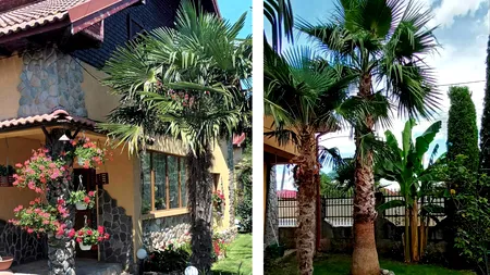 Oază exotică în Teleorman. GRĂDINA cu palmieri face furori pe rețelele de socializare: 