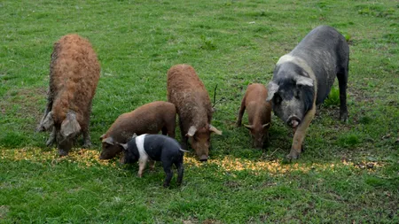 Românii care cresc porci de reproducție din rasele Bazna și Mangaliția pot primi bani de la stat. Ce prevede noua schemă de ajutor