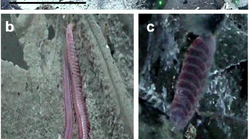 Oamenii de ştiinţă au descoperit viermi GIGANȚI sub scoarţa terestră, pe fundul oceanelor. Unde se află zona vizată