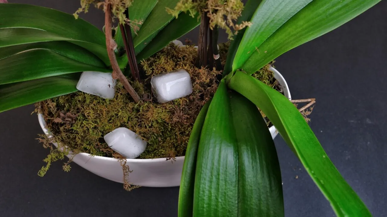 Cum să folosești cuburi de GHEAȚĂ pentru a-ți îngriji plantele din casă