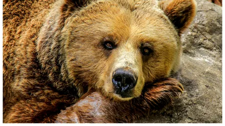 Urs în Județul Vâlcea. Au intervenit JANDARMII