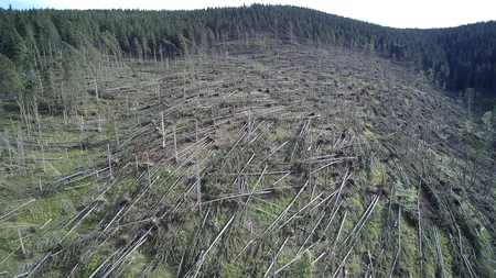 Zeci de mii de hectare de pădure, afectate de fenomenele meteorologice extreme. FOTO