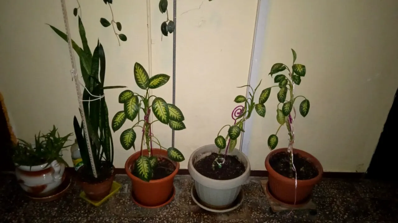 Ce RISCĂ locatarii care pun ghivece cu flori pe scara blocului în care locuiesc. Este suficientă o simplă plângere a unui vecin