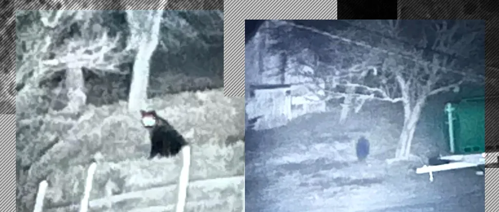 Charlie Ottley, regizorul documentarului „Wild Caprathia”, mâhnit de faptul că autoritățile române vor să captureze un urs care dă târcoale în Șirnea