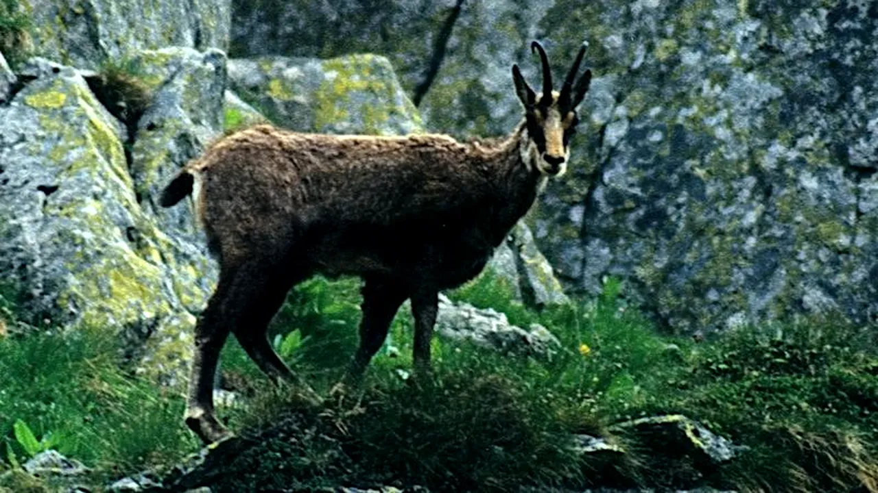 Caprele negre din Parcul Național Munții Rodnei, decimate de braconieri. Totuși, paznicii nu au prins pe nimeni