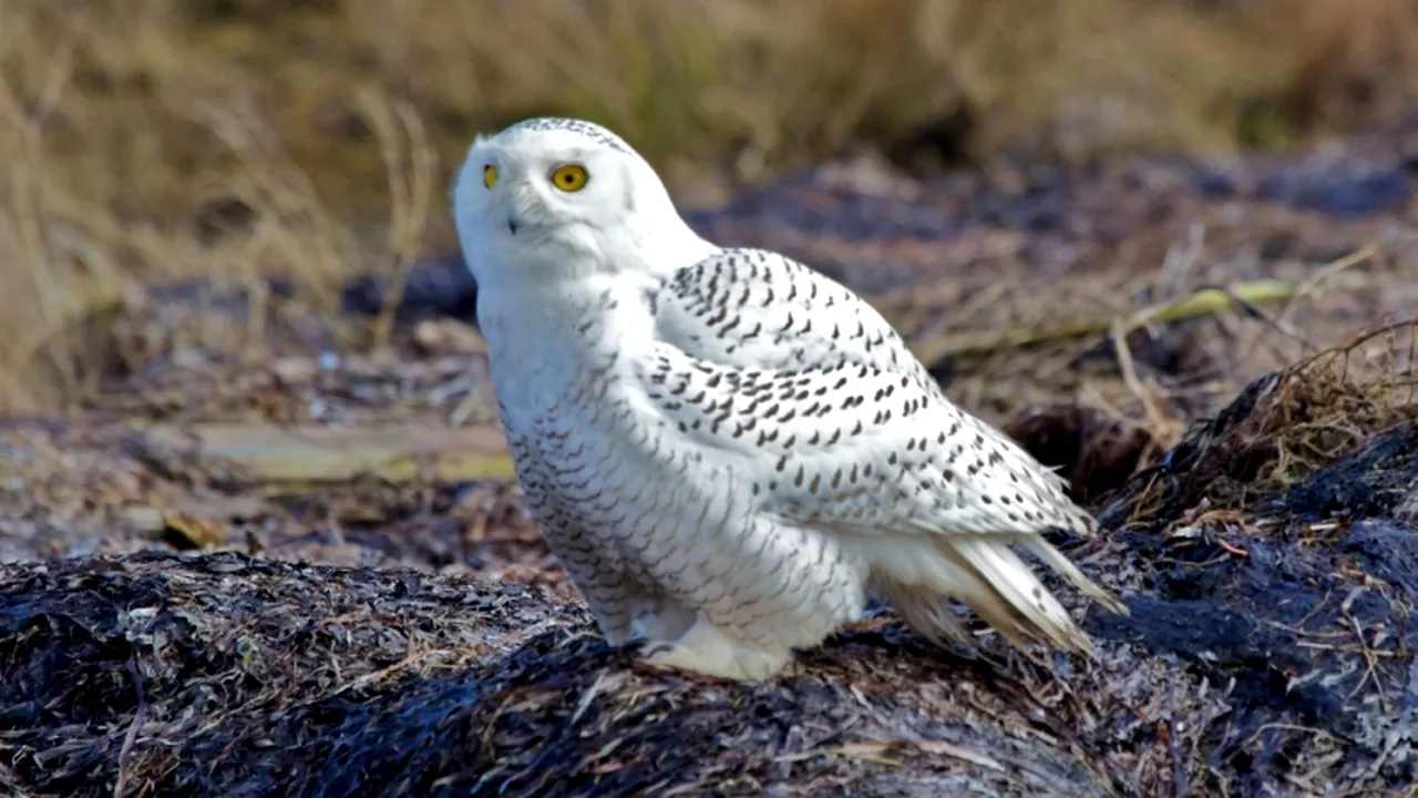 O bufniță polară, salvată dintr-un pet shop din Capitală și dusă la Grădina Zoologică
