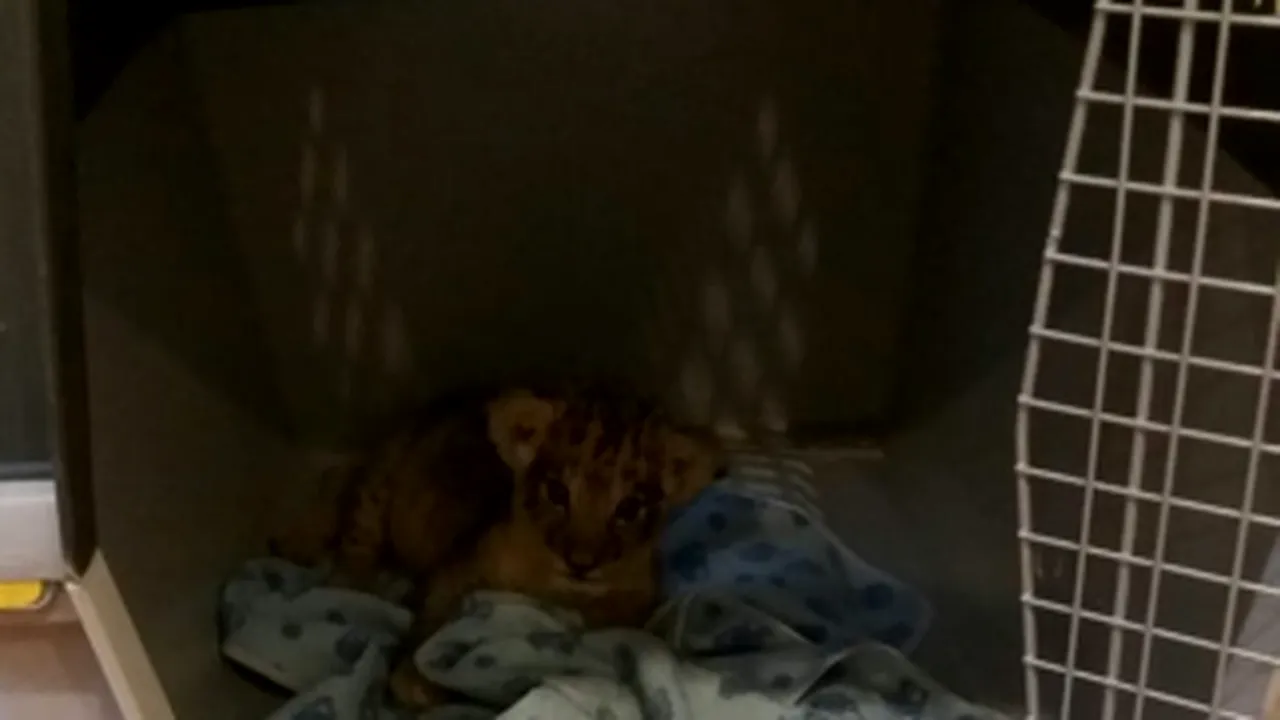 PUI DE LEU de vânzare la un ștrand din Timișoara