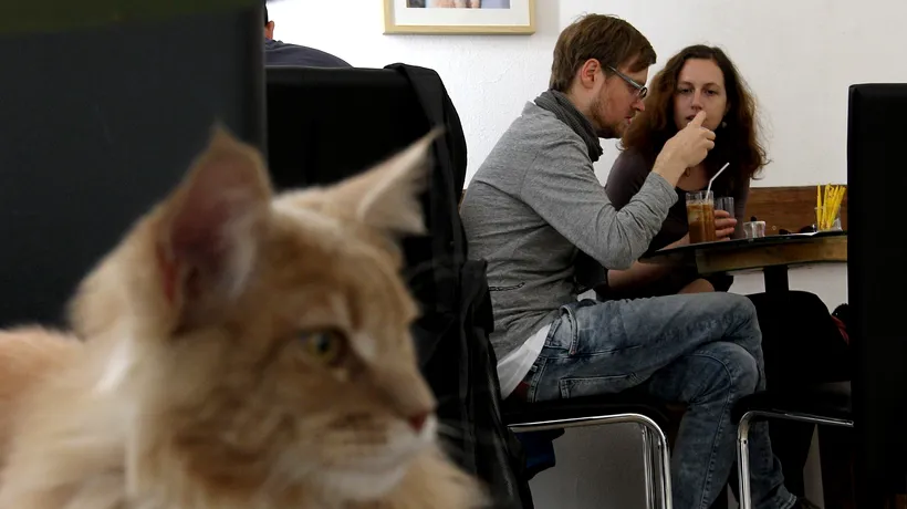 Cafeneaua cu pisici care s-a deschis sâmbătă la Paris se bucură de un mare succes