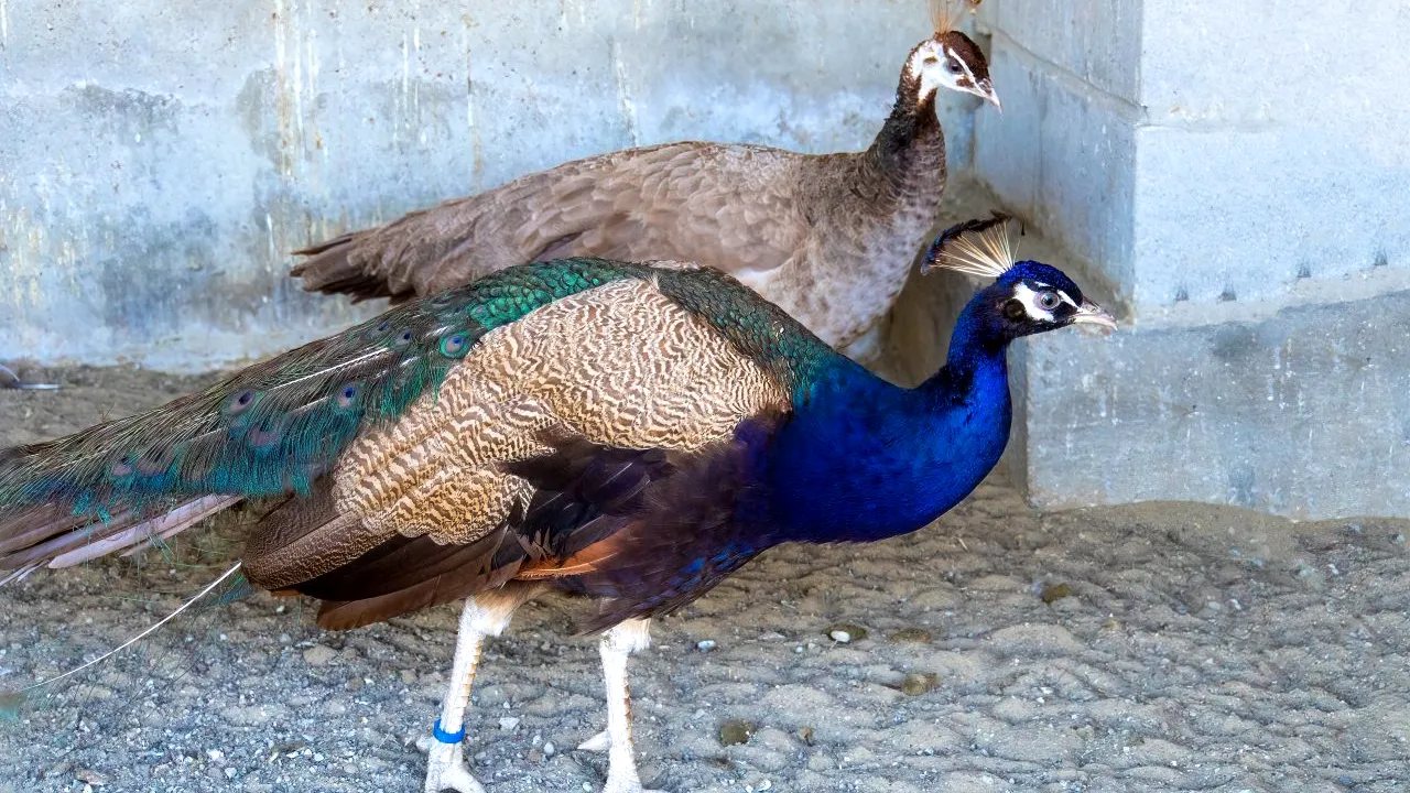 Polițiștii din Alba au prins un sibian care ar fi furat 13 păuni dintr-o fermă din Aiud. Cât valorează păsările