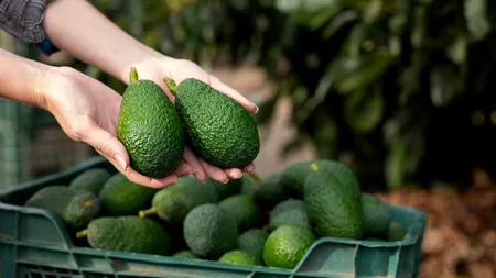 Cum păstrezi proaspăt un AVOCADO. Acest truc menține fructul perfect pentru mai multe săptămâni
