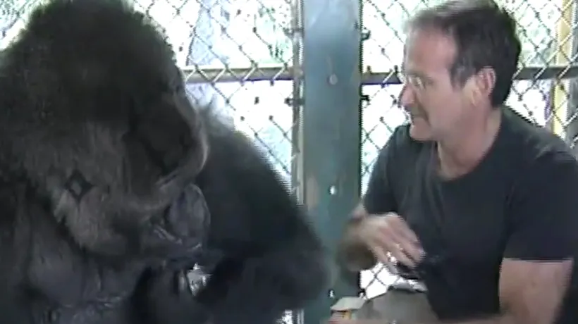Cum a reacționat gorila Koko, vechea ''prietenă'' a lui Robin Williams, când a aflat că acesta a murit