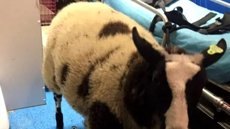 Oaia Lambi a fost furată de la ZOO și găsită în mașina unui român drogat: „N-a luat-o ca să o mângâie”