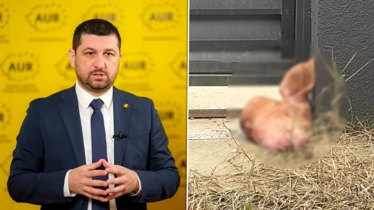 Marius Lulea, plângere penală la poliție, după ce a găsit un cap de porc în fața casei. Reclamă amenințări de tip mafiot