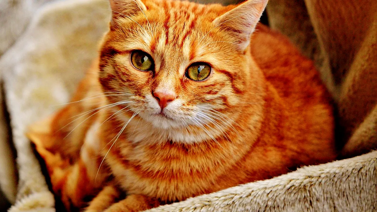 Motanul „PORTOCALĂ” din Iași a murit de spaimă din cauza petardelor. Cabinetele veterinare, luate cu asalt de stăpânii animalelor de companie