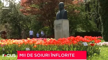 Mica Olandă din Cluj. Simfonia impresionantă a lalelelor, la Grădina Botanică din Cluj-Napoca