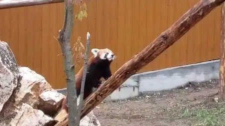 Peggy, o femelă de Panda roșu, noua atracție de la Grădina Zoologică din Brașov