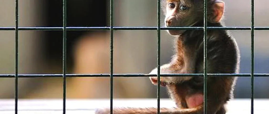 Animalele „în surplus” din grădinile zoologice ar putea fi sacrificate, vânate și folosite pentru circ. Doi deputați români propun modificarea legislației