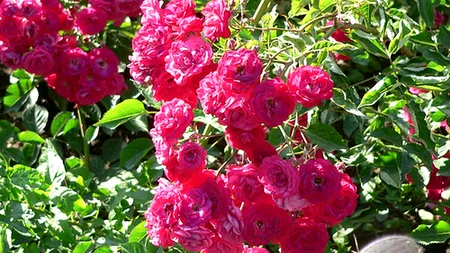 Doi tineri români au renunțat la joburile lor din SUA, respectiv Spania și s-au întors acasă. În România au pus în aplicare o idee originală