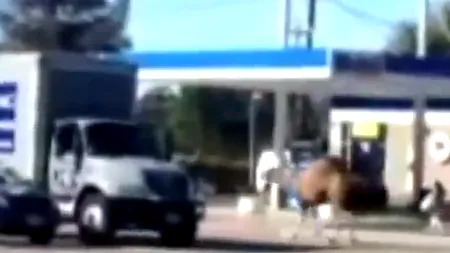 O cămilă a creat haos pe străzile din Los Angeles