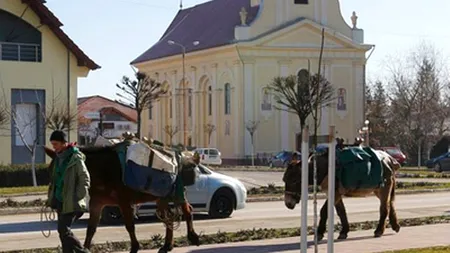 O franțuzoaică plecată în 2010 într-o călătorie prin Europa cu un măgar și un catâr a ajuns în Timiș