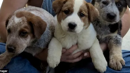 FOTO+VIDEO. Salvarea emoționantă a trei cățelușe orfane