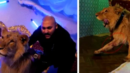 Dani Mocanu, mesaj clar pentru Marcel Vela și procurorul general al României. “Doar ei pot obține o declarație!” Artistul este cercetat pentru schingiuirea și rănirea animalelor - VIDEO