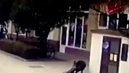 PANICĂ în Sălaj. Două persoane au fost duse la spital după ce au fost MUȘCATE DE MISTREȚ