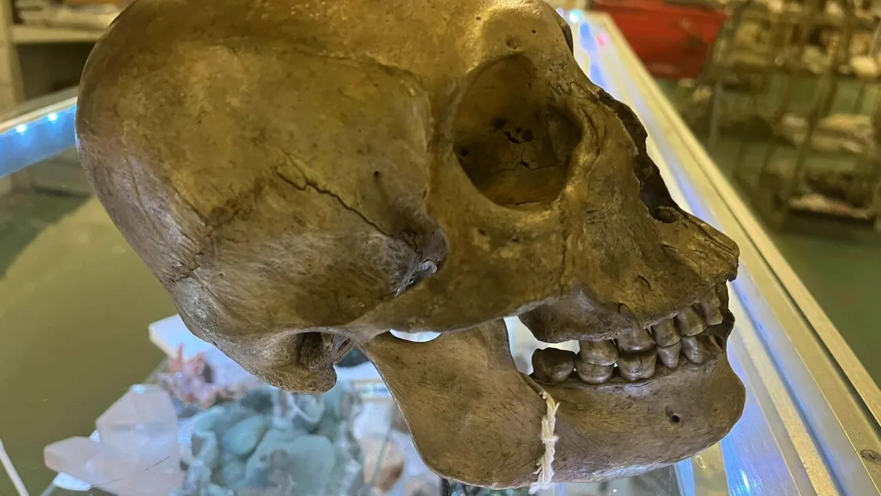 Un client a găsit un CRANIU uman într-un magazin, la raionul de produse pentru Halloween. „Cumpărătorul s-a întâmplat să fie chiar un antropolog”